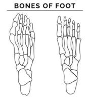 des os de pied vecteur illustration