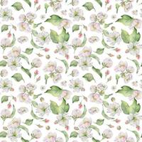 main tiré aquarelle Pomme fleurir, blanc et rouge fleurs et vert feuilles. sans couture modèle. isolé objet sur blanc Contexte. conception pour mur art, mariage, imprimer, tissu, couverture, carte. vecteur