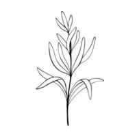 Romarin plante.main tiré Romarin, monochrome esquisser vecteur illustration isolé sur blanc Contexte. biologique herbe pour cuisine et parfumé assaisonnement.