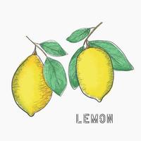 Jaune citron main tiré esquisser illustration. vecteur