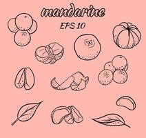 ensemble d'illustrations vectorielles de mandarines. vecteur