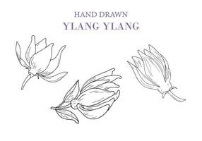 main dessinéylang ylang vecteur dessin ensemble. isolé illustration de médical fleur. beauté et spa, cosmétique ingrédient.