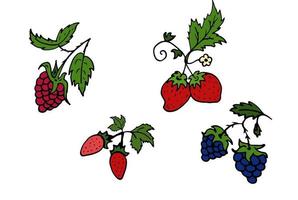 sauvage fraise, framboise, la mûre isolé griffonnage vecteur illustration. concept de été, baie.
