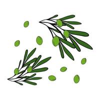 olive branche vert isolé griffonnage vecteur illustration. concept de en bonne santé nourriture et huile.