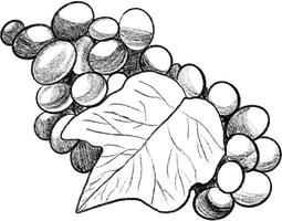 bouquet de les raisins isolé. graphique les raisins. bouquet de les raisins crayon dessin. main fabriqué illustration de les raisins bouquet. esquisser élément. vecteur