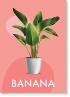 banane plante pour intérieur vecteur