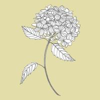 hortensia graphique illustration dans ancien style. fleurs dessin et esquisser avec dessin au trait sur blanc arrière-plans. botanique plante illustration. manuscrit abstrait texte vecteur
