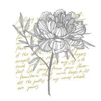 pivoine fleur et feuilles dessin. main tiré gravé floral ensemble. botanique illustrations. génial pour tatouage, faire-part, salutation cartes vecteur