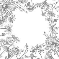 camomille. collection de main tiré fleurs et les plantes. botanique. ensemble. ancien fleurs. noir et blanc illustration dans le style de gravures. vecteur