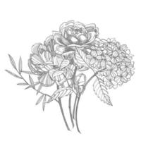 bouquet. printemps fleurs et brindilles. pivoines, hortensia, Rose. ancien botanique illustration. noir et blanc ensemble de dessin bleuets, floral éléments, main tiré botanique illustration. vecteur