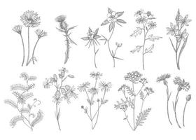 collection de main tiré fleurs et herbes. botanique plante illustration. ancien médicinal herbes esquisser ensemble de encre main tiré médical herbes et les plantes esquisser vecteur