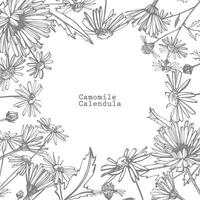 camomille. collection de main tiré fleurs et les plantes. botanique. ensemble. ancien fleurs. noir et blanc illustration dans le style de gravures. vecteur