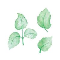 vert feuilles vecteur aquarelle, main tiré aquarelle vecteur illustration pour salutation carte ou invitation conception