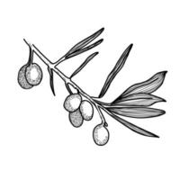 olive branche avec feuilles et baies tiré dans vecteur sur une blanc Contexte. adapté pour menu conception, cuisine décoration, scrapbooking.