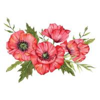 rouge coquelicot fleurs aquarelle illustration, main peint fleurs sauvages bouquet. parfait pour mariage faire-part, de mariée douche et floral salutation cartes vecteur