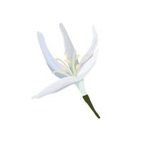 fleur de une café arbre isoler sur une blanc Contexte côté vue dans une dessin animé style. délicat blanc pétales de une café fleur. vecteur