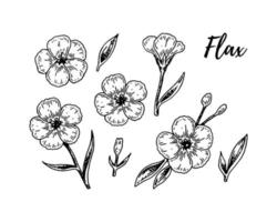 ensemble de fleurs de lin dessinés à la main. illustration vectorielle dans le style de croquis pour les graines de lin et les emballages d'huile vecteur