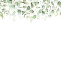 bordure transparente de feuille verte d'eucalyptus. illustration florale aquarelle. arrière-plan pour les invitations de mariage, salutations, fonds d'écran, cartes postales vecteur