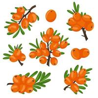 un ensemble de branches orange de baies d'argousier. illustration vectorielle isolée sur fond blanc. le concept de l'image des plantes médicinales, des herbes. vecteur