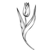 ligne art clipart avec tulipe fleur vecteur