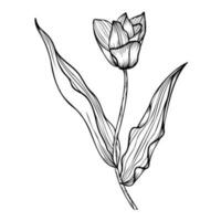 ligne art clipart avec tulipe fleur vecteur