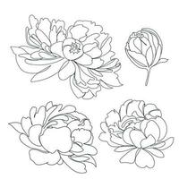 Célibataire ligne pivoines fleurs vecteur illustration. magnifique ligne art pour imprimer. luxe ensemble avec pivoines dans contour. minimaliste style élégant dessin