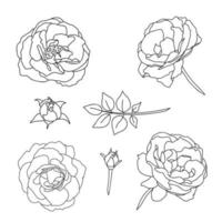 ensemble de des roses, main tiré illustration dans vecteur. croquis, ligne art. vecteur