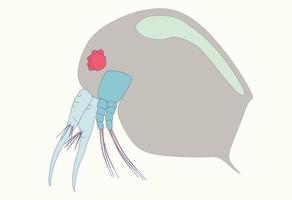 plancton ou l'eau Puce éhonté vecteur icône. dessin animé vecteur icône isolé lumière violet Couleur