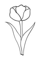 contour tulipe fleur isolé sur blanc Contexte vecteur