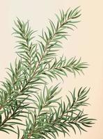 3d illustration de éthéré thé arbre feuilles, herbe pour médecine, produits de beauté et essentiel huile, isolé sur lumière Jaune Contexte vecteur