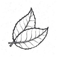 main tiré illustration de deux feuilles de thé ou menthe vecteur