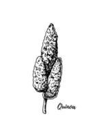 branche de quinoa dessiné à la main isolé sur fond blanc. illustration vectorielle dans le style de croquis vecteur