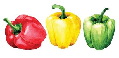 aquarelle dessin. ensemble de cloche poivrons, rouge, vert et Jaune. des légumes. vecteur