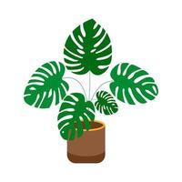 monstera dans le pot. une plante avec grand large feuilles vecteur