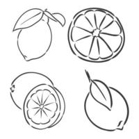 citron dessiné à la main d'encre isolé sur fond blanc. illustration vectorielle d'agrumes très détaillés. croquis de vecteur de citron sur fond blanc