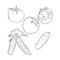 tomates. gravure illustration vectorielle vintage noir. isolé sur fond blanc. Élément de design dessiné à la main pour étiquette et affiche croquis de vecteur de tomate sur fond blanc