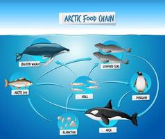 concept de diagramme de chaîne alimentaire arctique vecteur