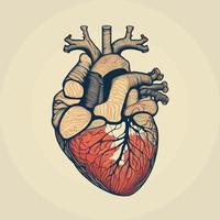 Humain cœur avec veines et artères. vecteur illustration dans ancien style.