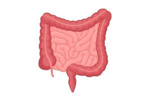 anatomie des intestins humains. cavité abdominale digestive et organe interne d'excrétion. intestin grêle et du côlon avec duodénum rectum et illustration de digestion vectorielle appendice vecteur