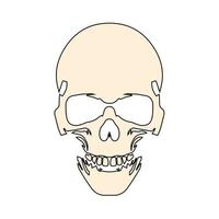 crâne humain anatomiquement correct. crâne de mort ou crâne humain pour jeux et sites Web vecteur