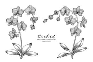 fleur d'orchidée et feuille illustration botanique dessinée à la main avec dessin au trait. vecteur