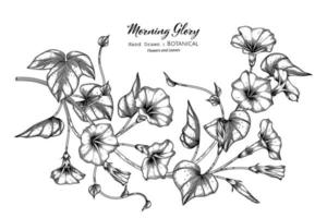fleur de gloire du matin et feuille illustration botanique dessinée à la main avec dessin au trait. vecteur