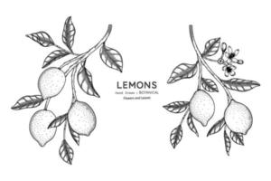 citrons fruit illustration botanique dessinée à la main avec dessin au trait. vecteur