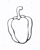 cloche poivre ou paprika avec une tige. en bonne santé végétarien aliments. ingrédient pour légume salade. vecteur illustration. contour isolé sur blanc Contexte. clipart pour emballage, étiqueter, menu, enseigne