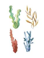 algue ensemble. sous-marin les plantes. aquarelle illustration. océan. algues algues, corail récif conception élément. aquarium les plantes silhouettes vecteur