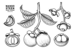 ensemble de mangoustan éléments dessinés à la main illustration botanique vecteur