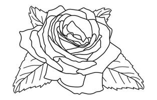 Rose vecteur graphique conception, pour impressions, vecteur illustration