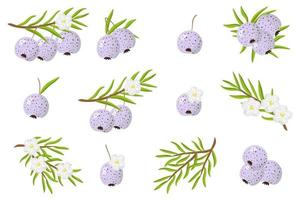 série d'illustrations avec des fruits exotiques austromyrtus, des fleurs et des feuilles isolés sur fond blanc. vecteur