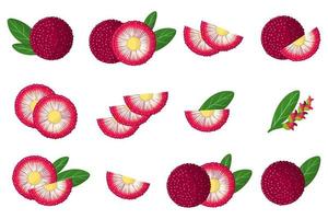 ensemble d'illustrations avec des fruits exotiques bayberry, des fleurs et des feuilles isolés sur fond blanc. vecteur