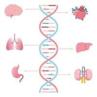 les gènes associé avec différent Humain organes scientifique vecteur illustration